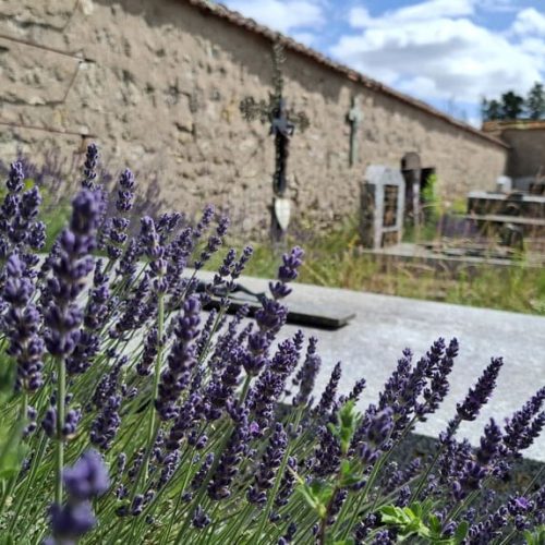 Des fleurs de lavande dans un cimetière. A l'arrière plan, des tombes le long du mur d'enceinte d'un cimetière