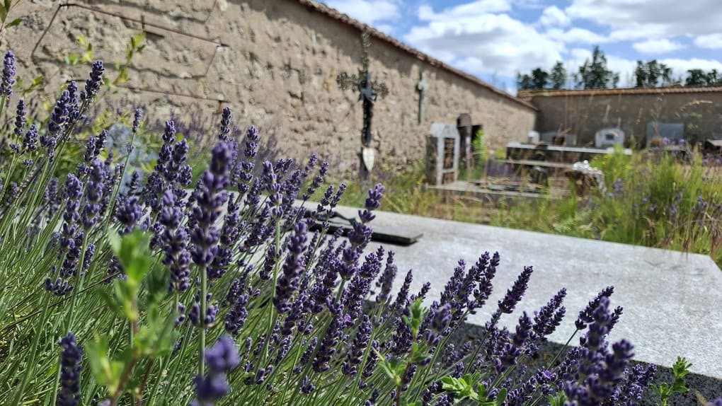 Des fleurs de lavande dans un cimetière. A l'arrière plan, des tombes le long du mur d'enceinte d'un cimetière